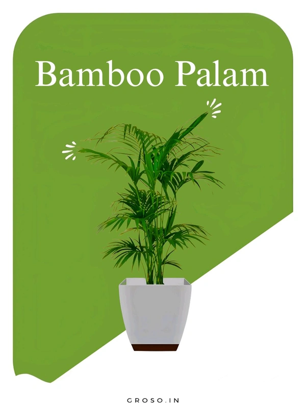 Bamboo palm