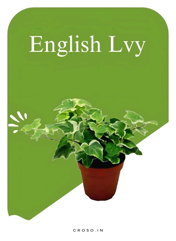 English Lvy 