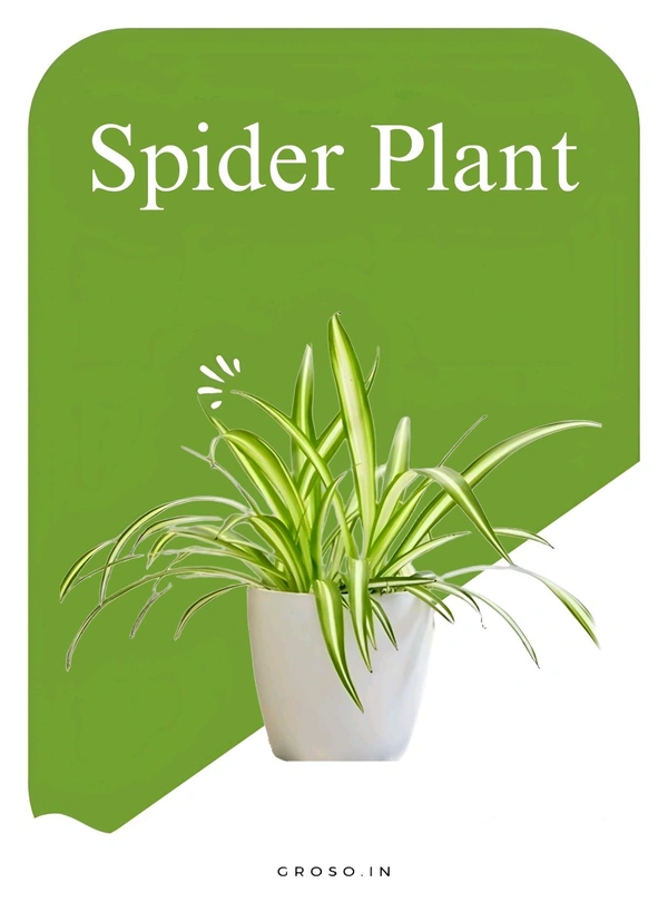 Spider plant 