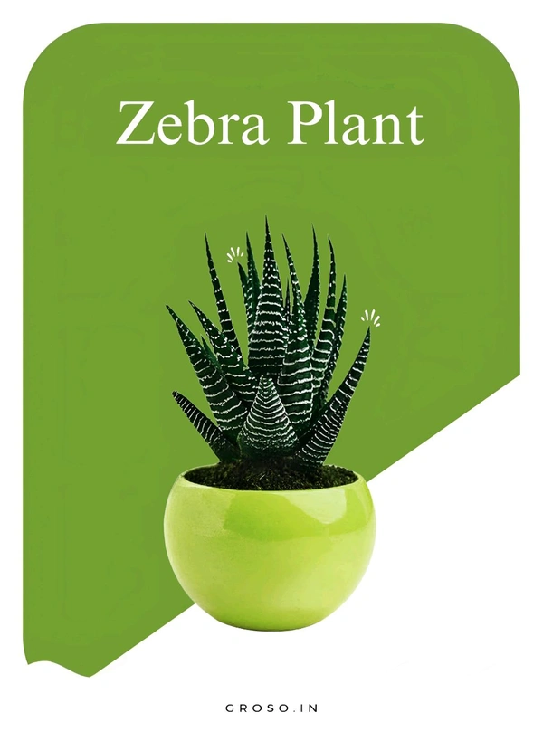 Zebra Plant