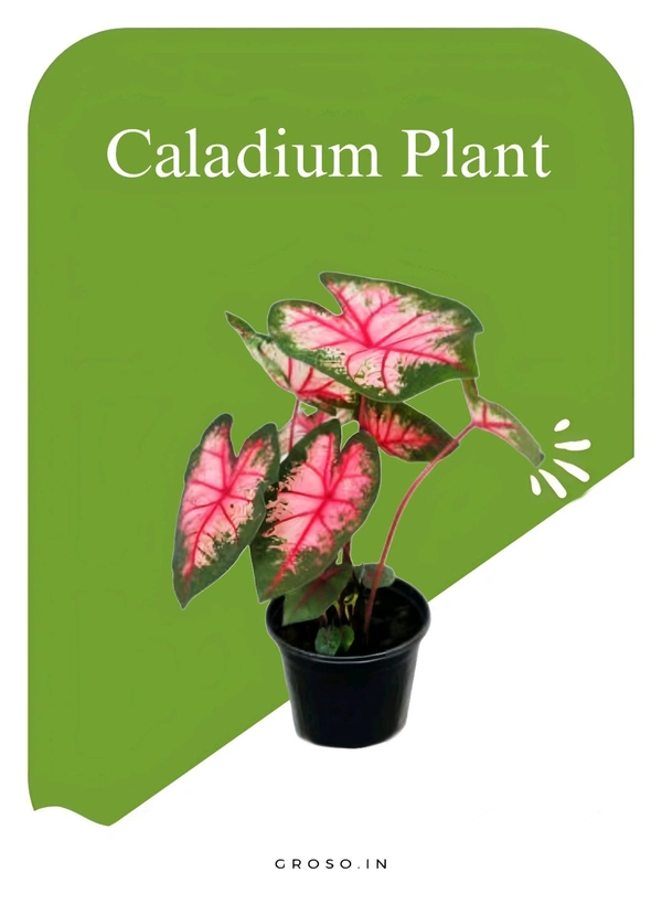 Caladium Plant