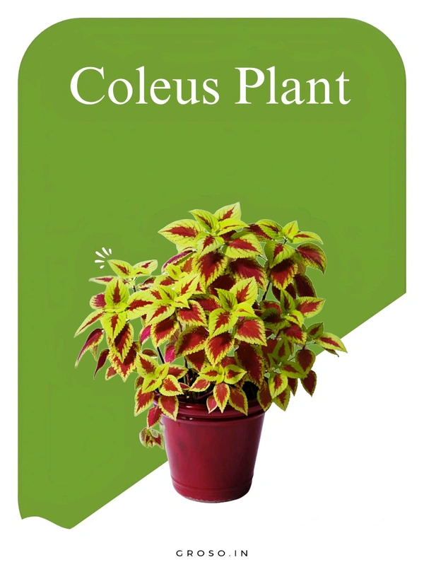 Coleus Plant