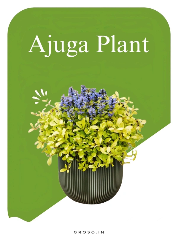 Aajuga Plant