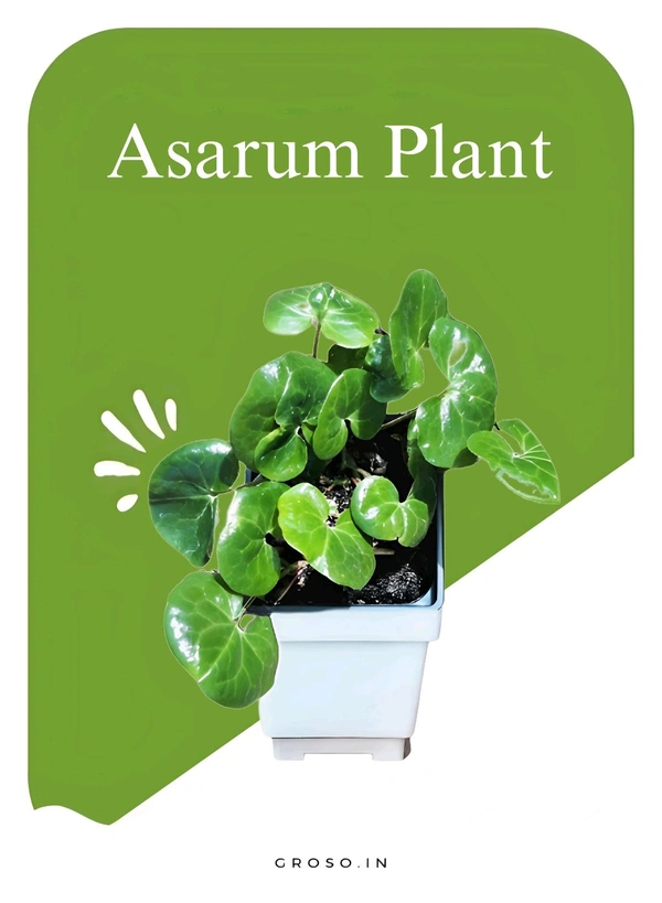 Asarum Plant