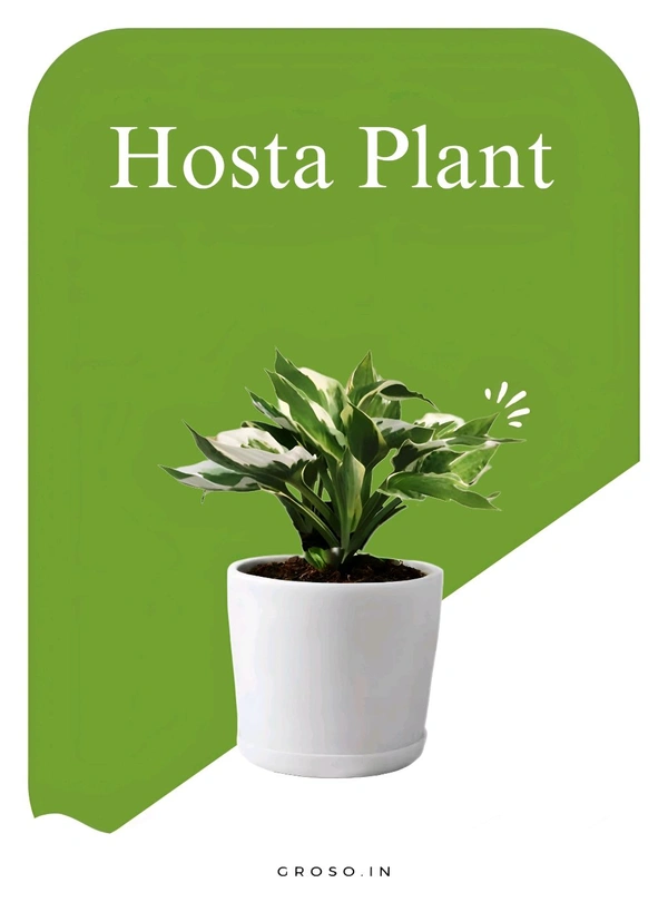 Hosta Plant