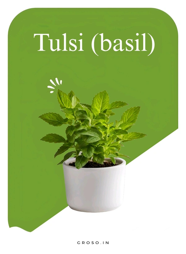 Tulsi ( Basil ) 
