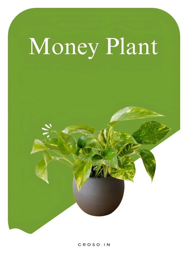Money Plant