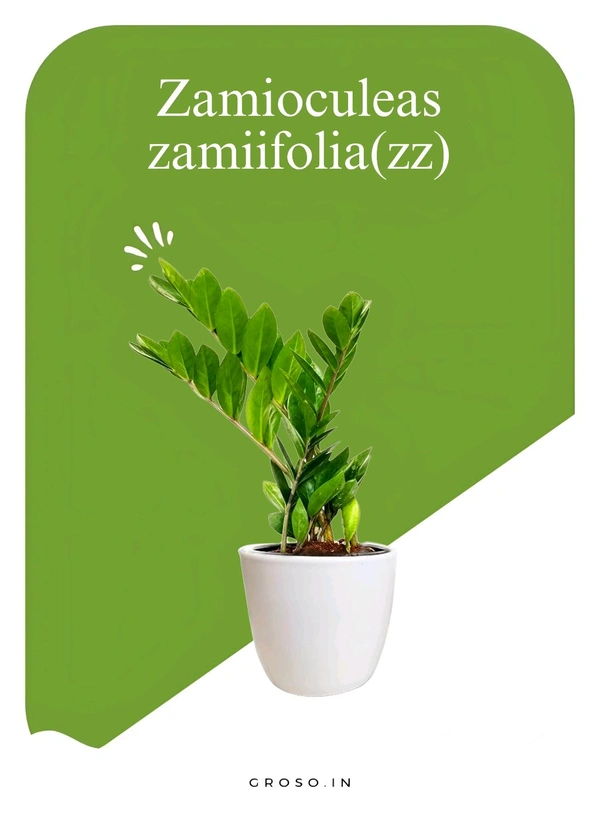 Zamioculeas Zamiifolia(zz)