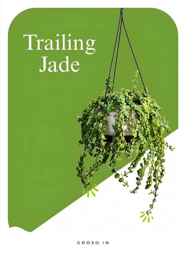 Trailing Jade