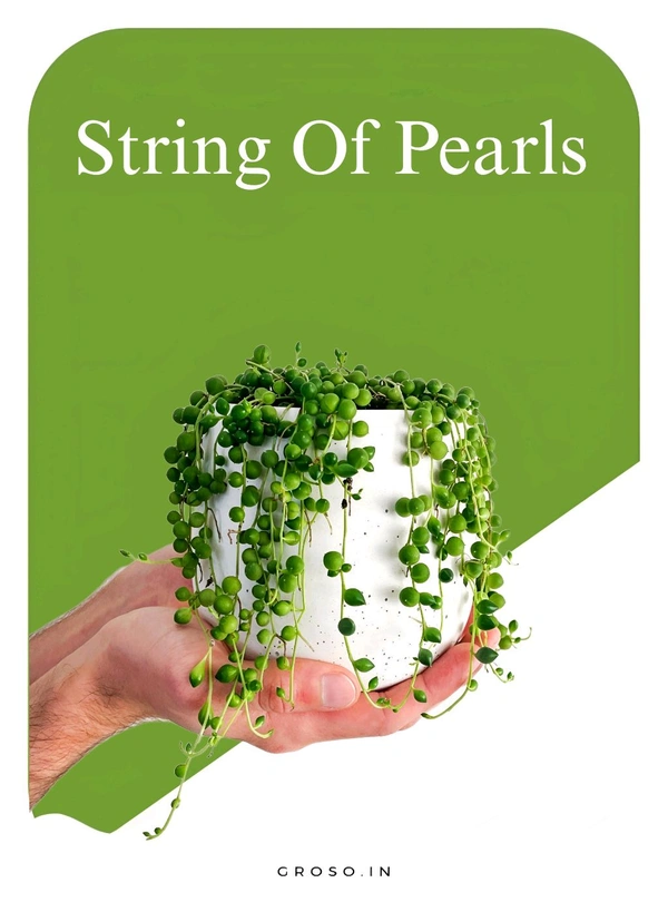String Of Pearls 