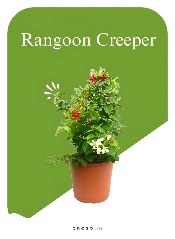 Rangoon Creeper 