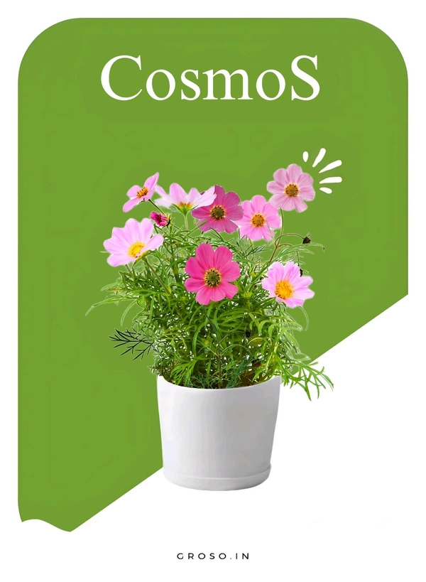 Cosmos