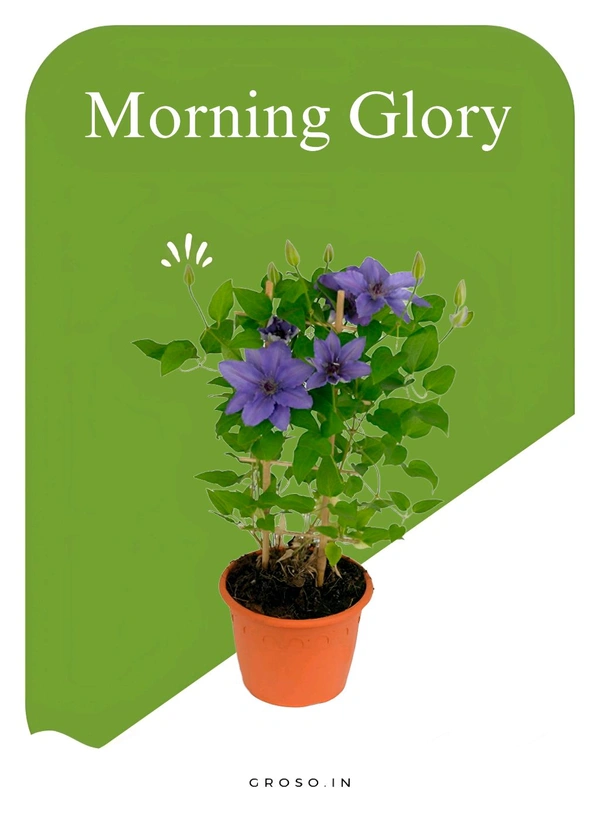 Morning Glory