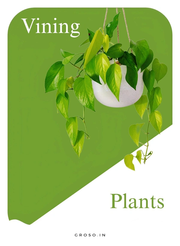 Vining Plant