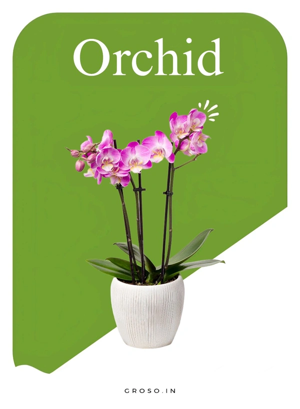 Orchid 