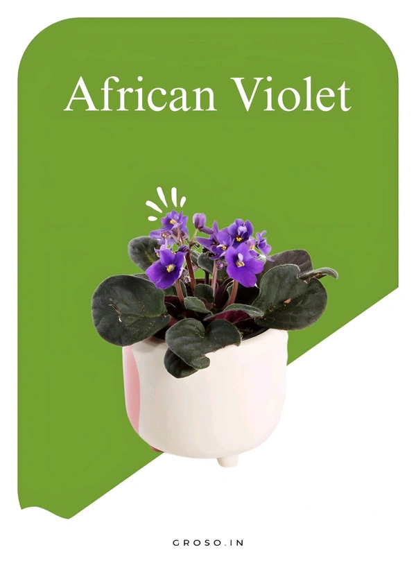 African Violet 