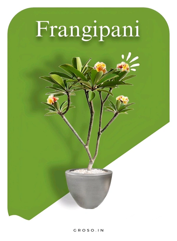 Frangipani
