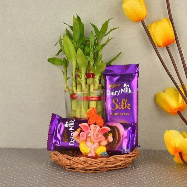 Lucky Bamboo With Chocolate 