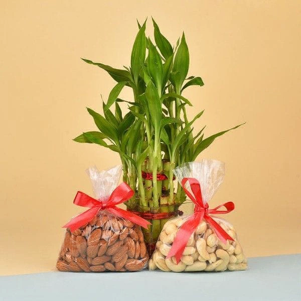 Lucky Bamboo With Dry Fruits