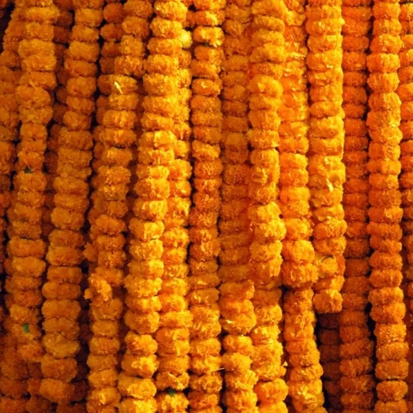 Orange Marigold String  Bunch - 10 Feet