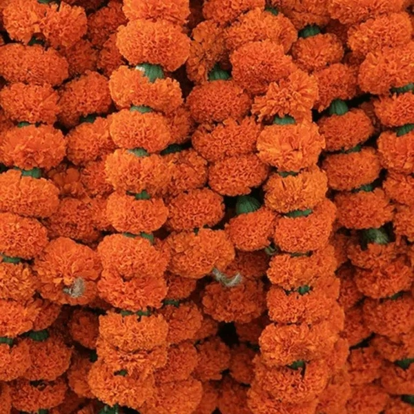 Orange Marigold String  Bunch - 10 Feet