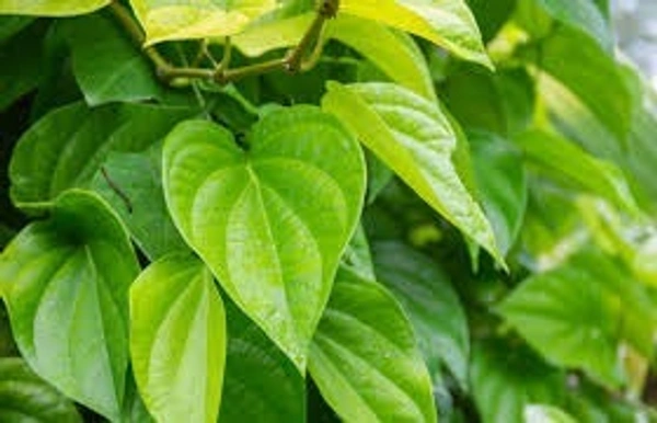 betel leafs