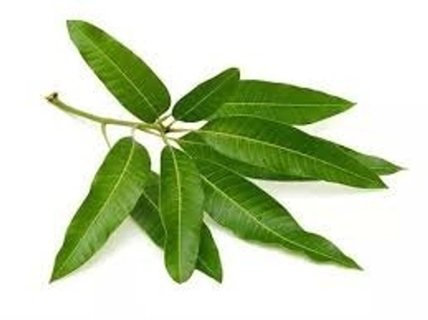 mango leafs