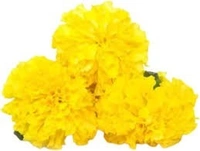 yellow flowers 250-500gm