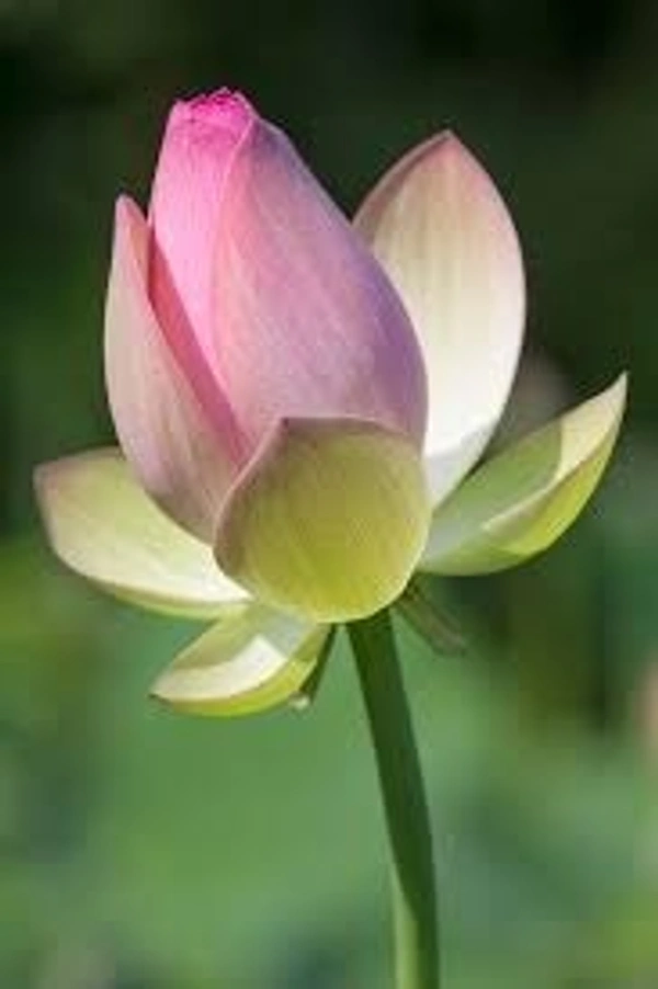 lotus flowers