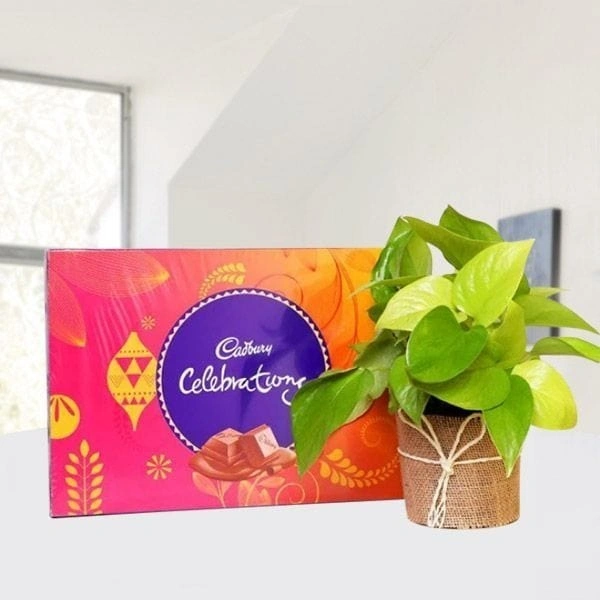 Cadbary celebration with indoor plant