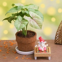 syngonium plant with god ganesh 