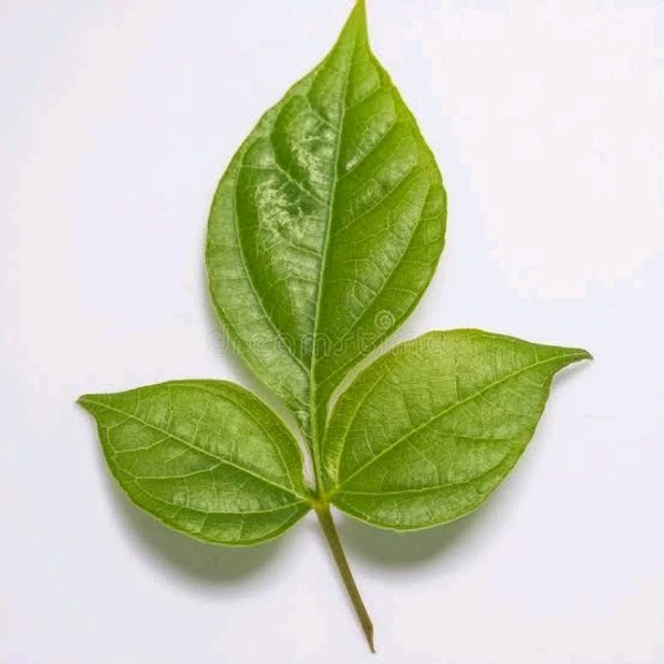 Belpatra/बेलपत्र