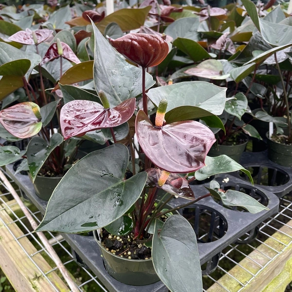 Anthurium Chocolate Sapling (100 Pcs.)