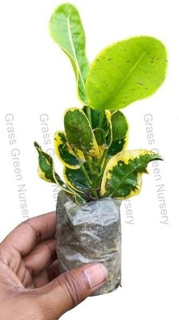Croton Apple Leaf Sapling (100 Pcs.)