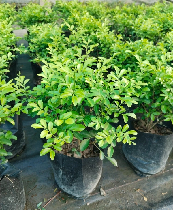 Kamini -Murraya paniculata Dwarf