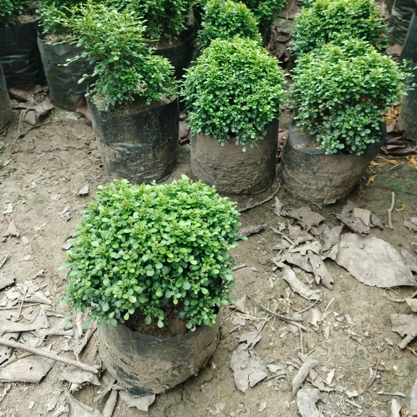 Kamini Dwarf -Table Kamini