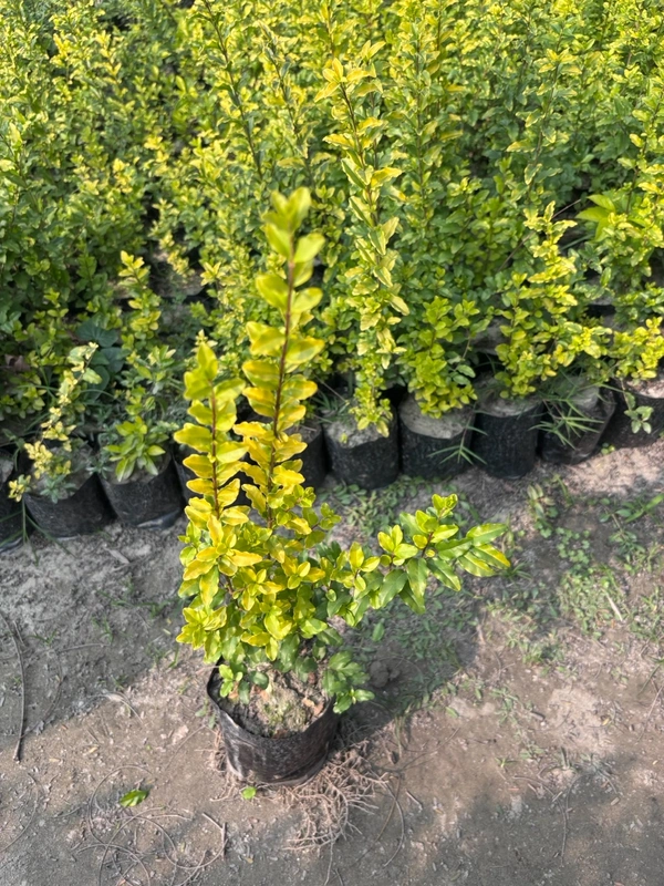 Golden Hedge -Duranta Erecta