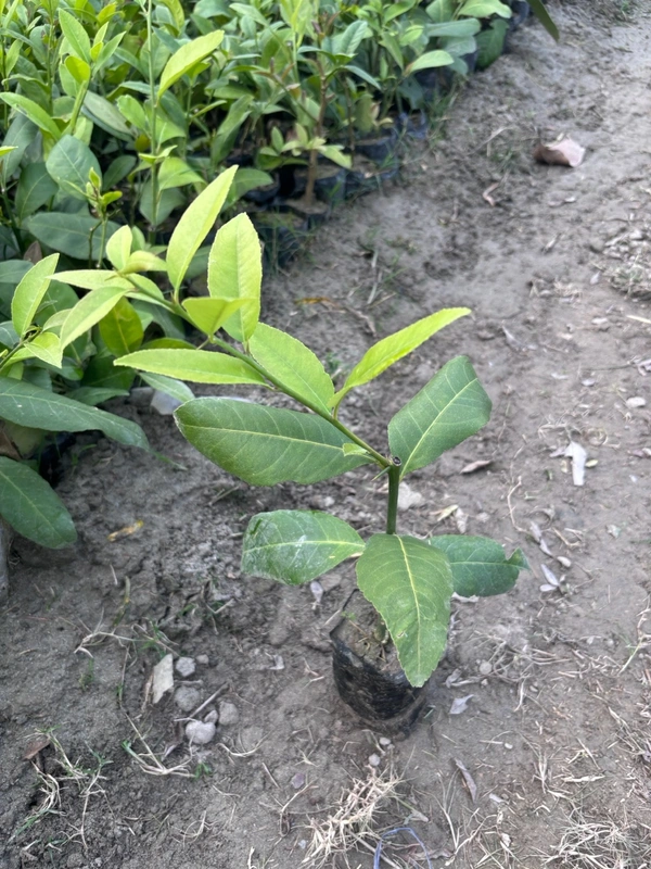 Assam Lemon-Gol Nemu