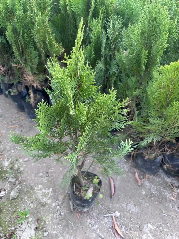 Thuja Plant