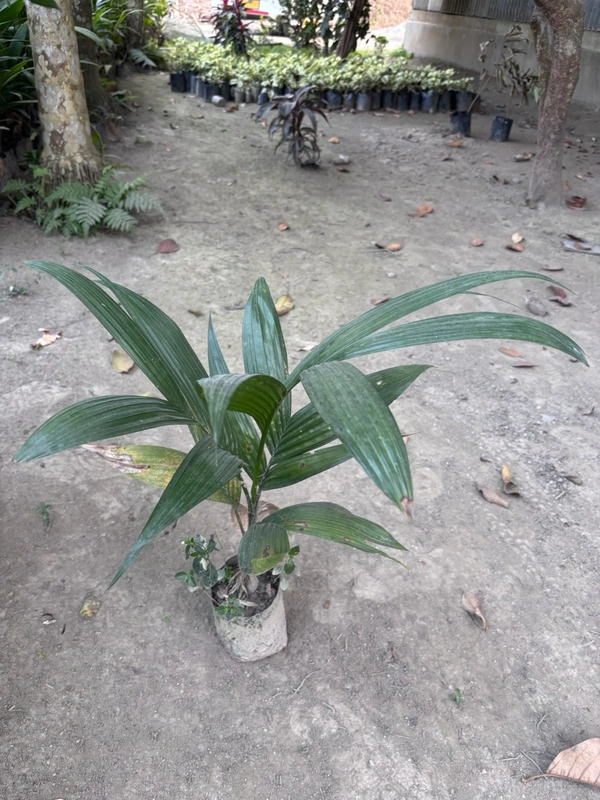 Arecanut Seedling