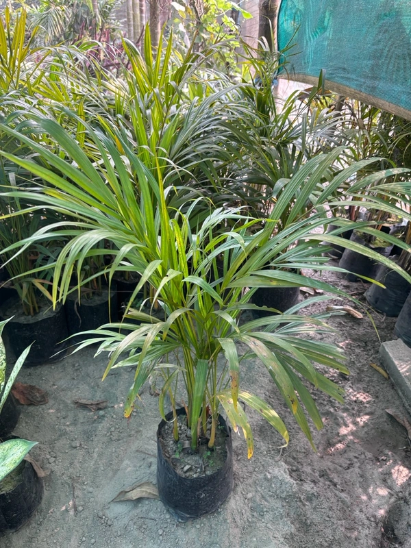 Areca Palm