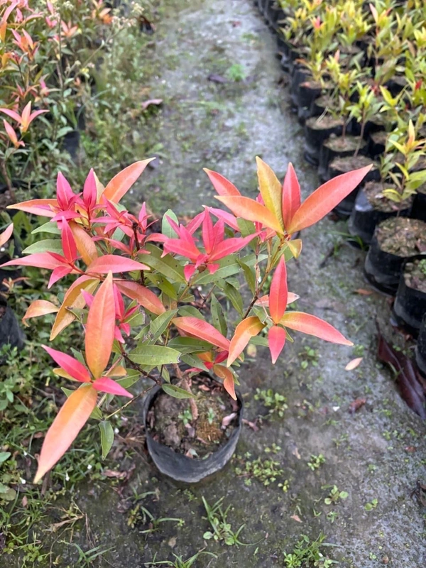 Syzygium - Aussie Boomer