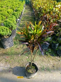 Laurens Rainbow Croton Sapling (100 Pcs.)