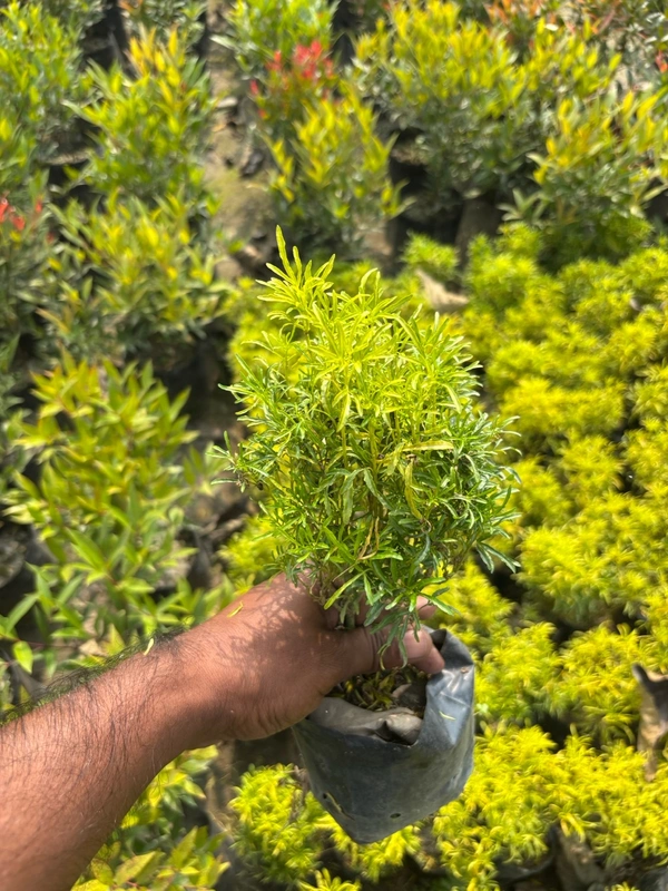 Aralia Green Golden