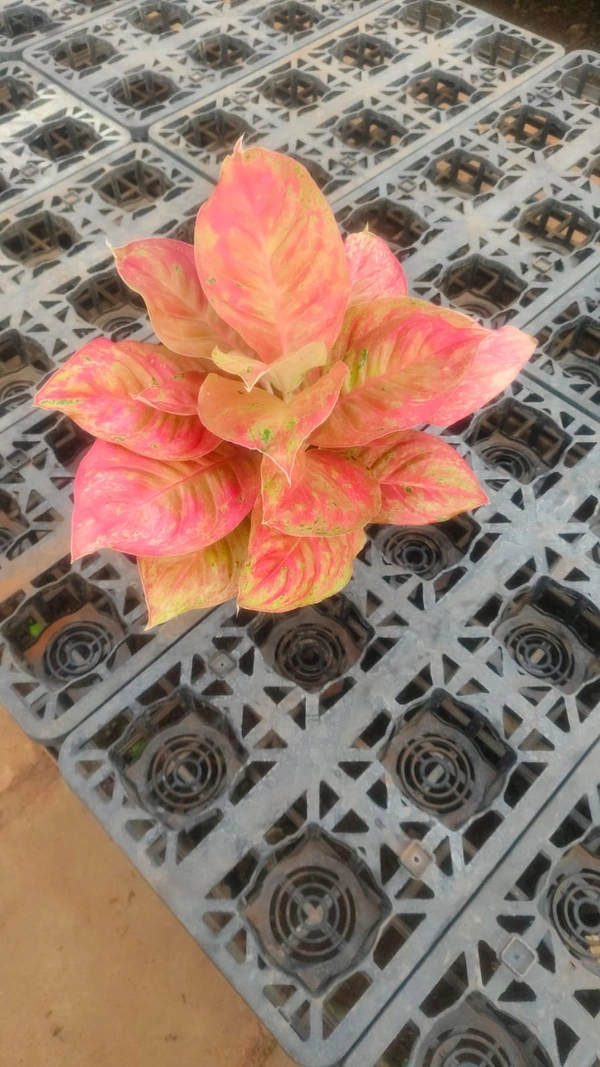 Aglaonema Bidadari - Plastic Handle