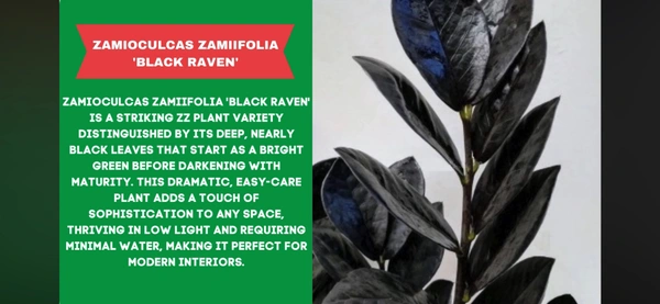 ZZ-BLACK RAVEN - Wooden Handle