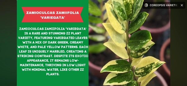 ZZ-VARIEGATA - Plastic Handle