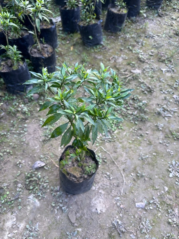 Crape Jasmine (Chandini)