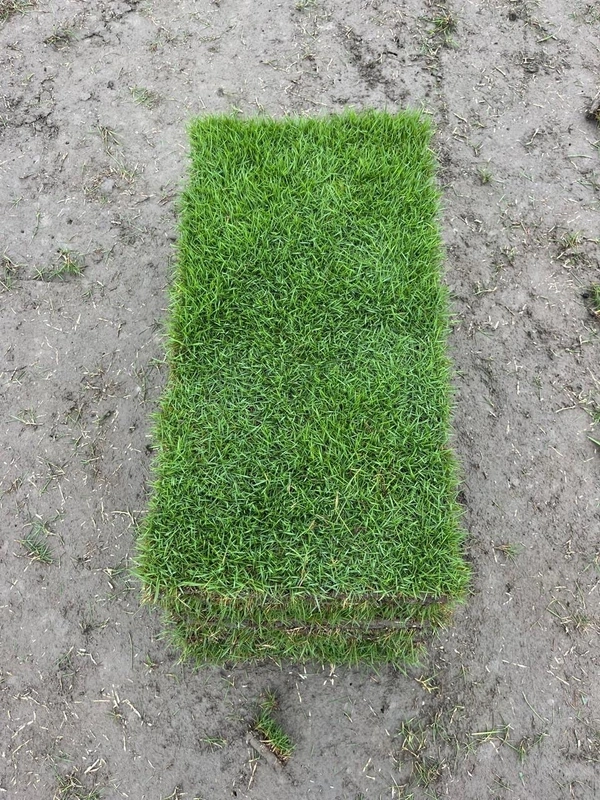 Mexican Lawn Grass Carpet 