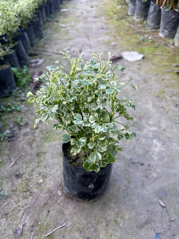 Aralia Miniature